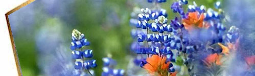 Lake Tahoe wildflowers