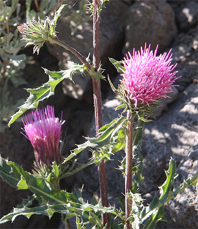  Andersons Thistle