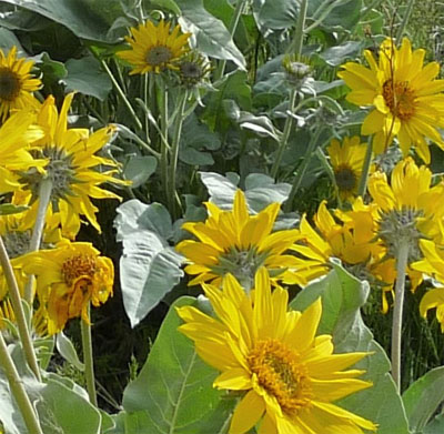 Lake Tahoe Wildflower Balsamorhiza Sagittata