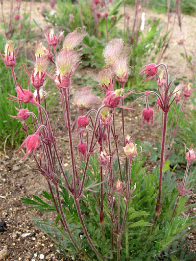 Lake Tahoe Wildflower Old Mans Whiskers