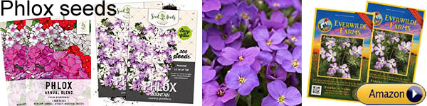 where to buy Phlox seeds