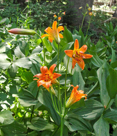 Lake Tahoe Wildflower Sierra Tiger Lily