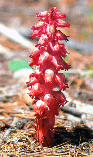 Lake Tahoe Wildflower Snow Plant