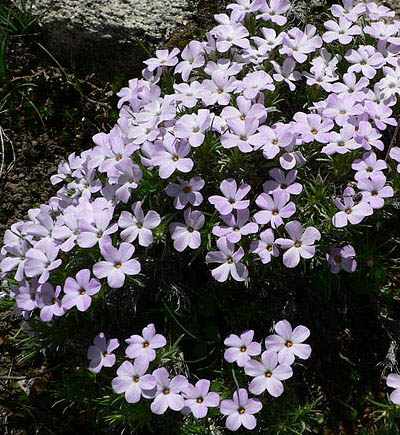 Spreading Phlox