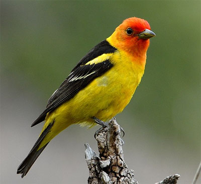 Western Tanager at Lake Tahoe