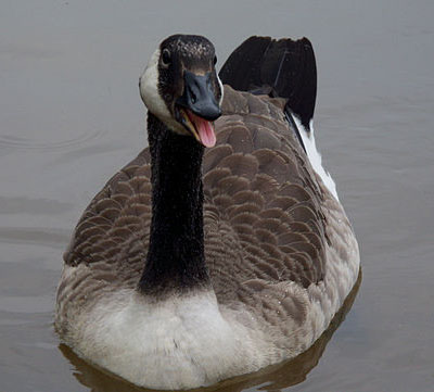 Canadian Goose enjoying the water