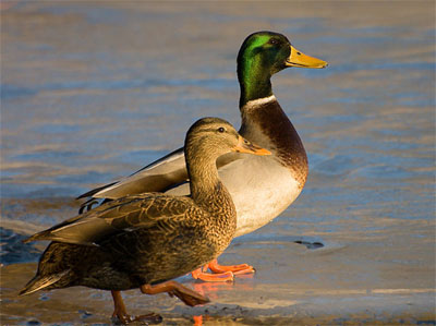 Mallard Duck