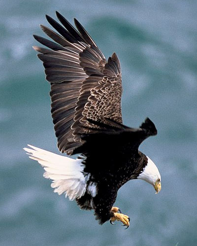 The American Bald Eagle