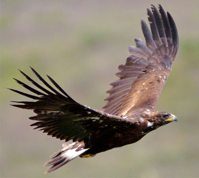 Golden Eagle