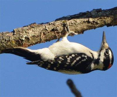 Hairy Woodpecker set to begin its pecking