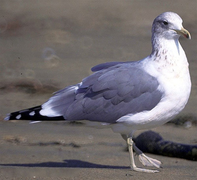 California Seagull at the beach