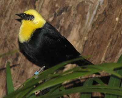 Yellow Headed Blackbird