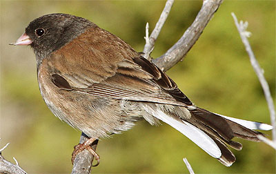 Dark Eyed Junco at Lake Tahoe