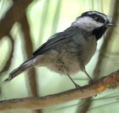 Mountain Chickadee