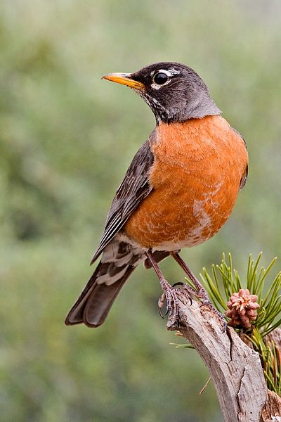 American Robin standing on branch